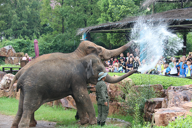 上海野生動(dòng)物園大象 大為公司游