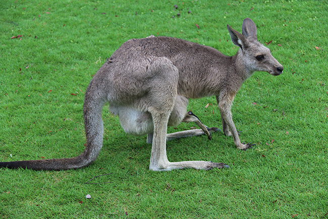 上海野生動(dòng)物園袋鼠