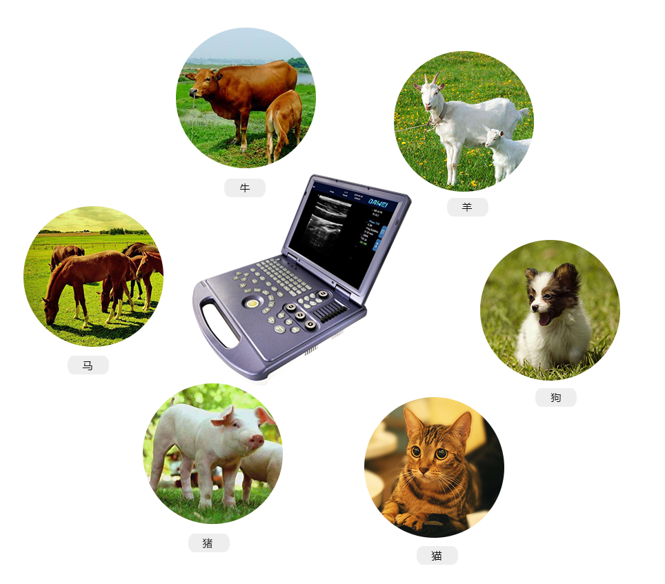 便攜式獸用B超機(jī)適用對象